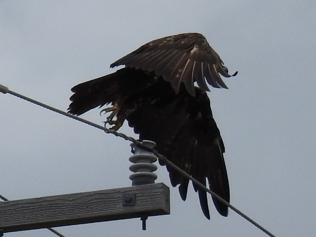 Golden Eagle - ML253587011