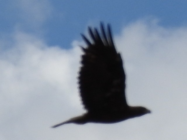 Golden Eagle - ML253587021