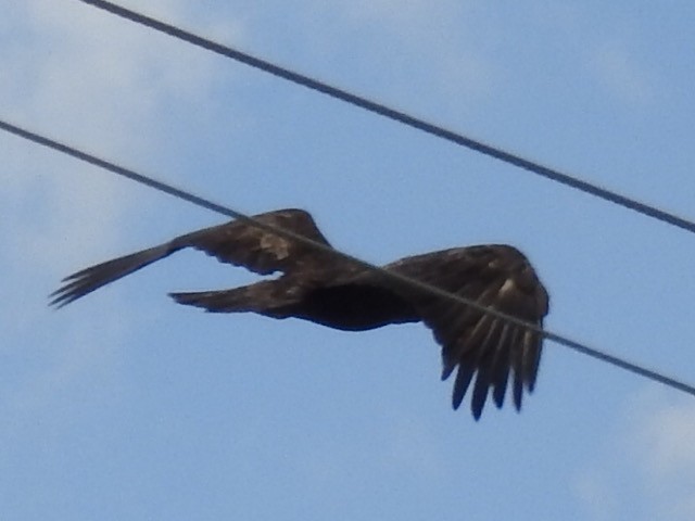 Golden Eagle - ML253587031