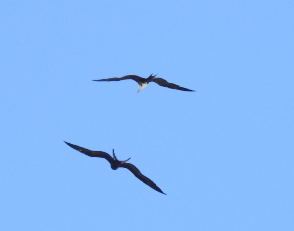 Magnificent Frigatebird - ML253589141