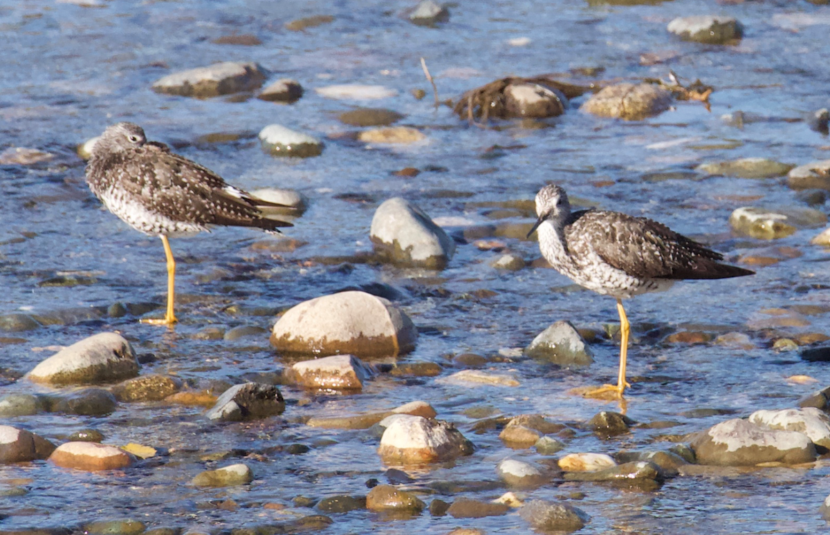 Greater Yellowlegs - Barbara Leary