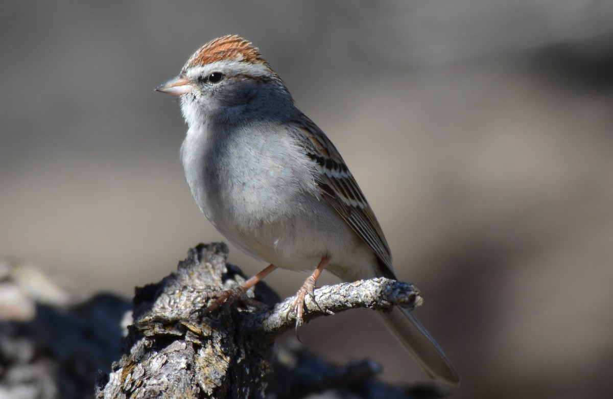 Chipping Sparrow - ML25359071