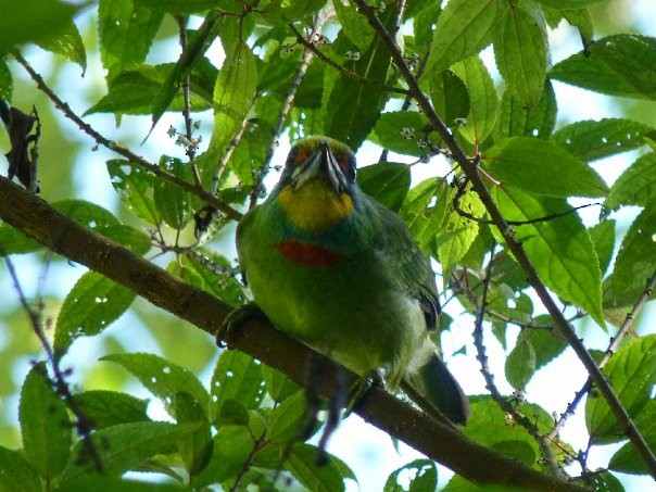 Taiwan Barbet - ML253592011