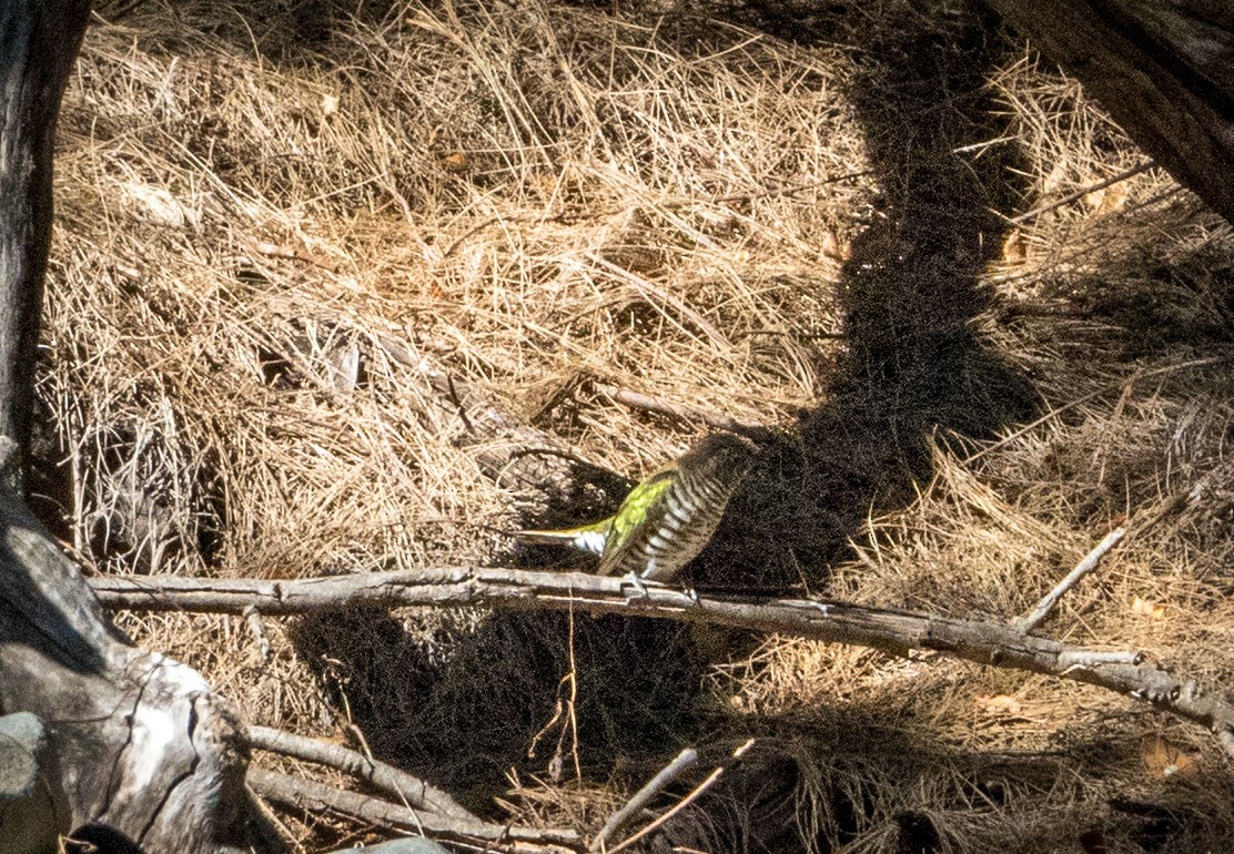 Shining Bronze-Cuckoo - ML253592151