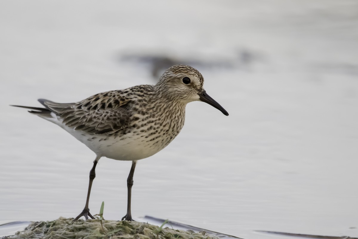 White-rumped Sandpiper - ML253593861