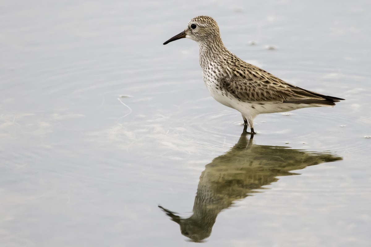 White-rumped Sandpiper - Jorge Eduardo Ruano