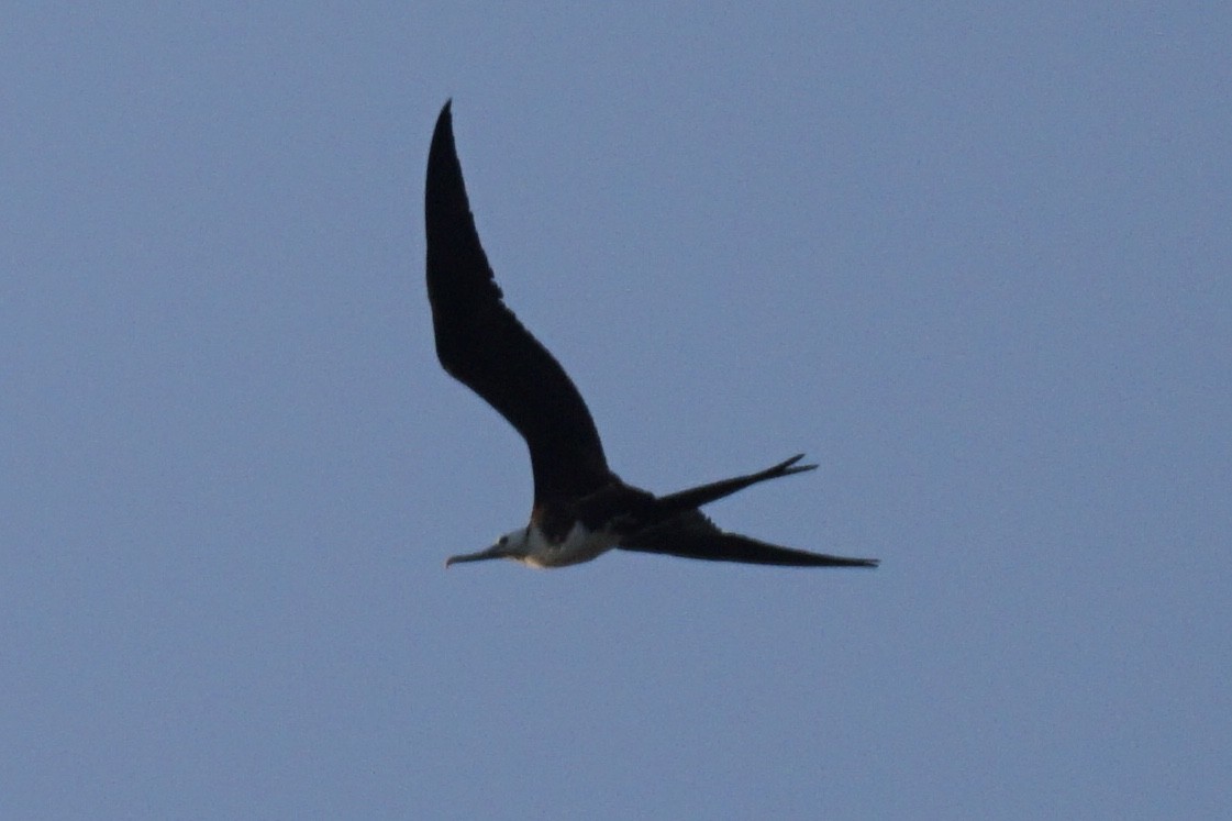 Magnificent Frigatebird - ML253594921