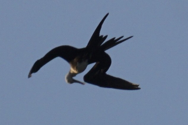 Magnificent Frigatebird - ML253594991