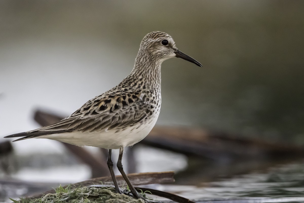 White-rumped Sandpiper - ML253595151