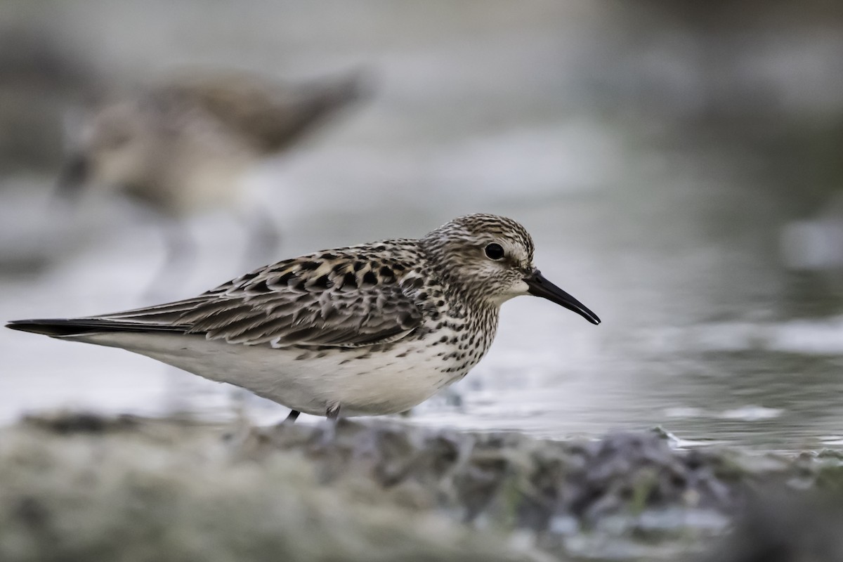 White-rumped Sandpiper - ML253595611