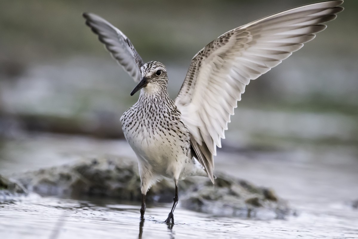 White-rumped Sandpiper - ML253596141