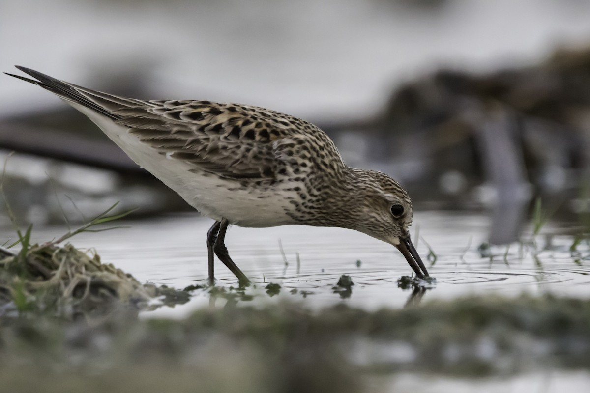 White-rumped Sandpiper - ML253596261