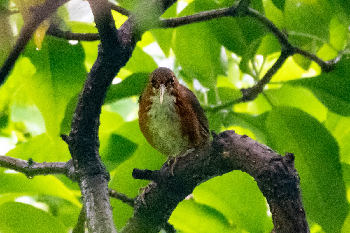 Rusty-cheeked Scimitar-Babbler - ML253596321