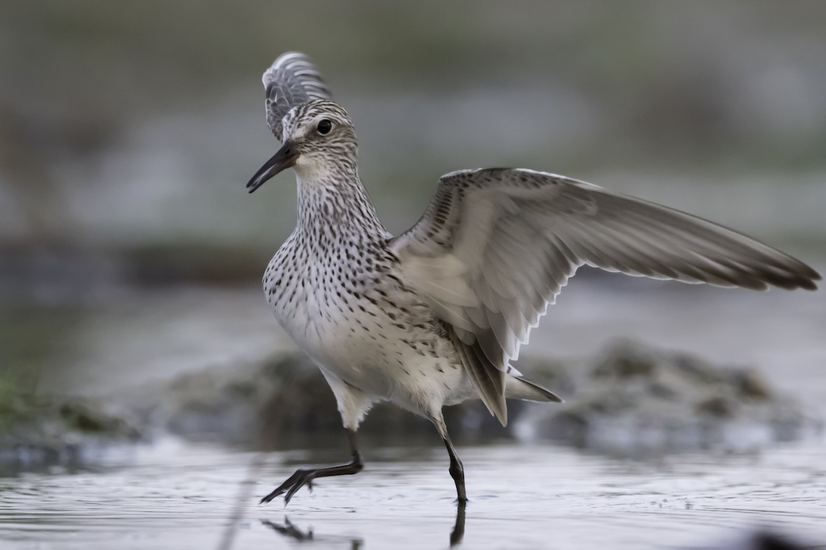 White-rumped Sandpiper - ML253596451