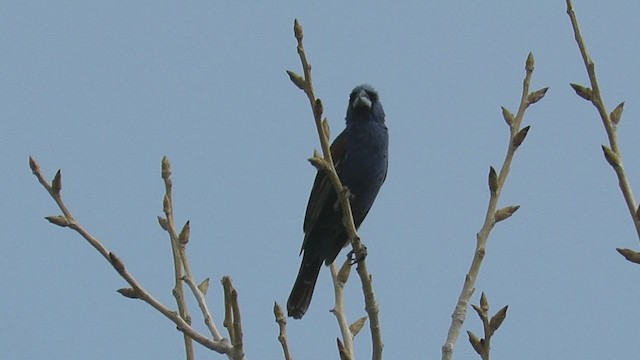 Blue Grosbeak - ML253596971