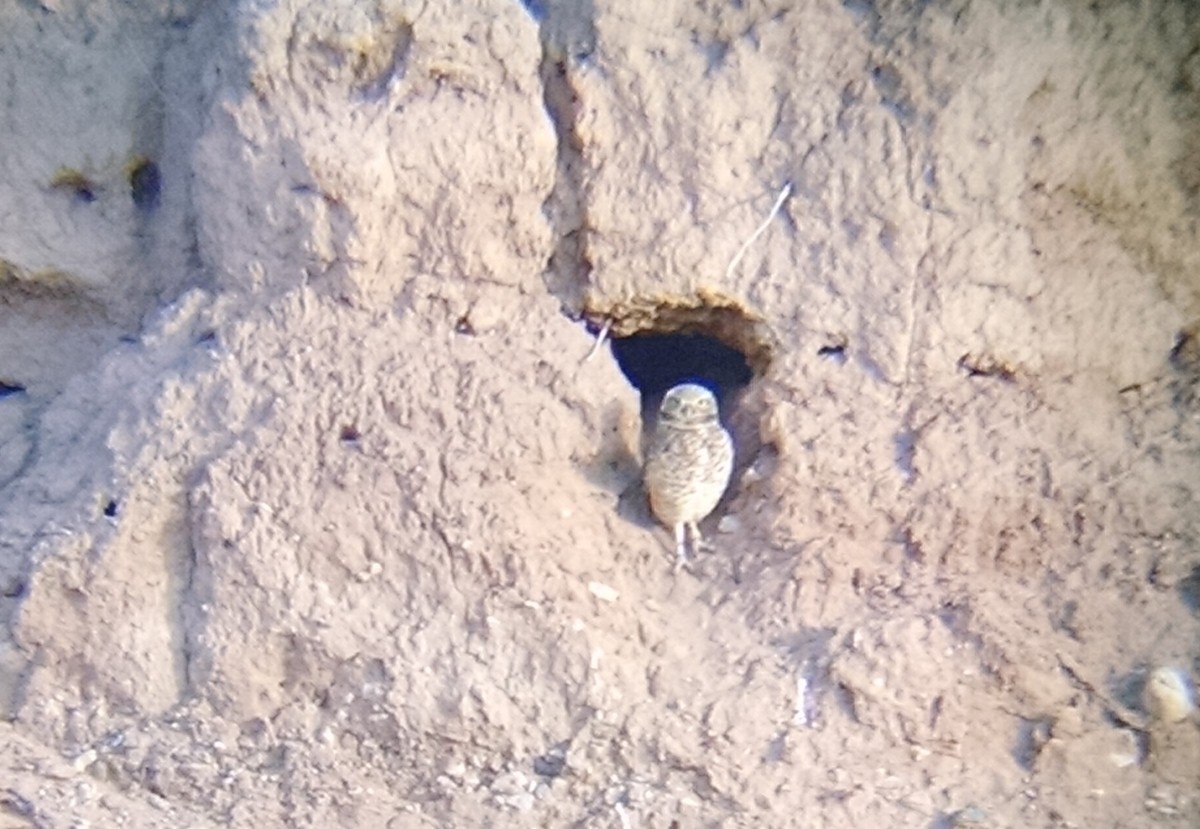 Burrowing Owl - ML25359731