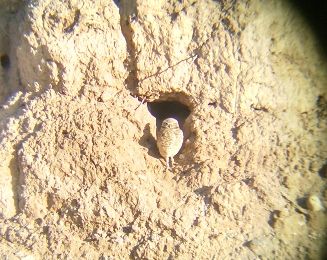 Burrowing Owl - ML25359741