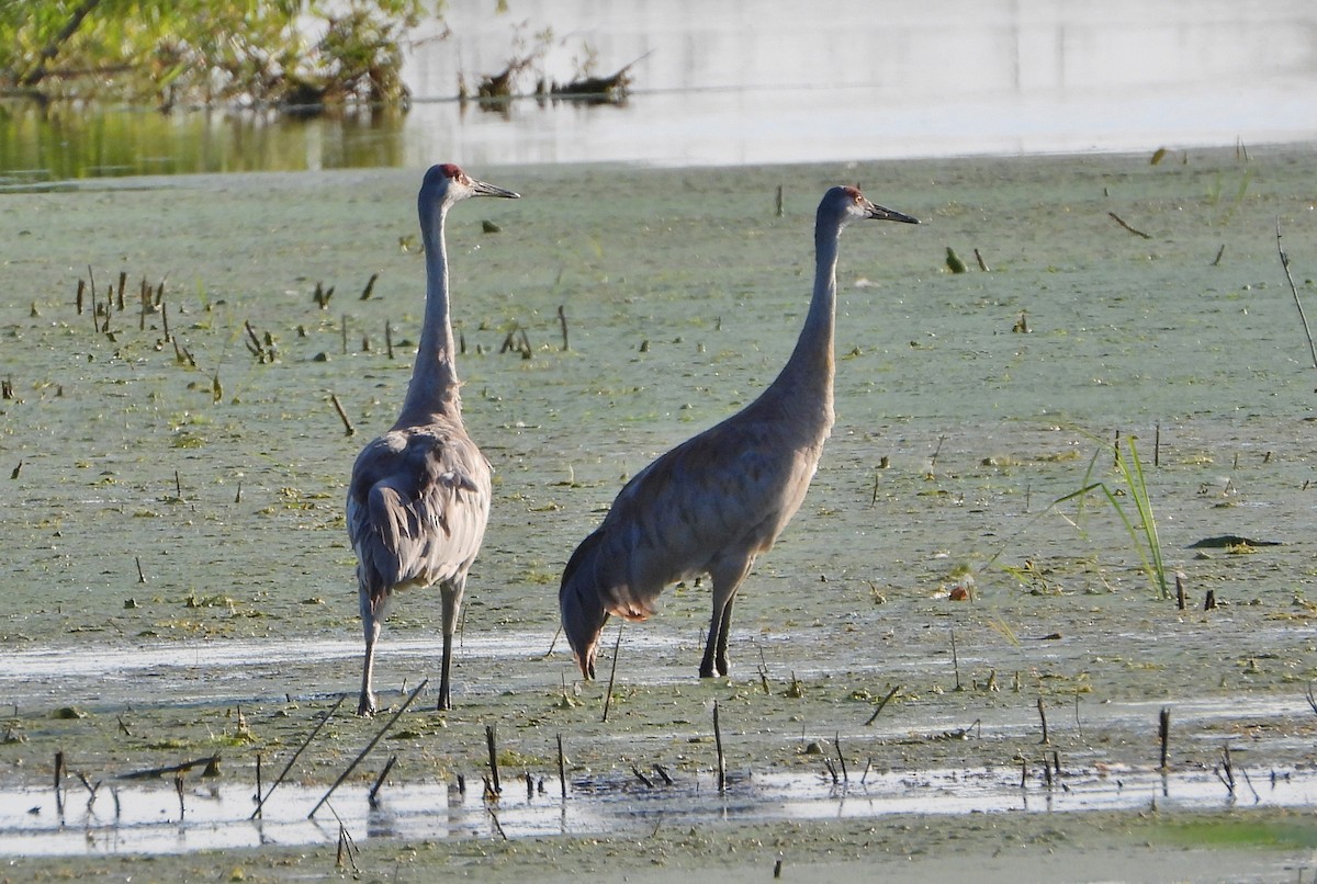 Sandhill Crane - ML253599941