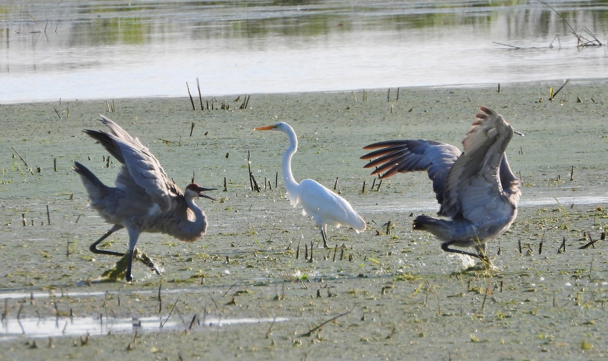 Sandhill Crane - ML253599971