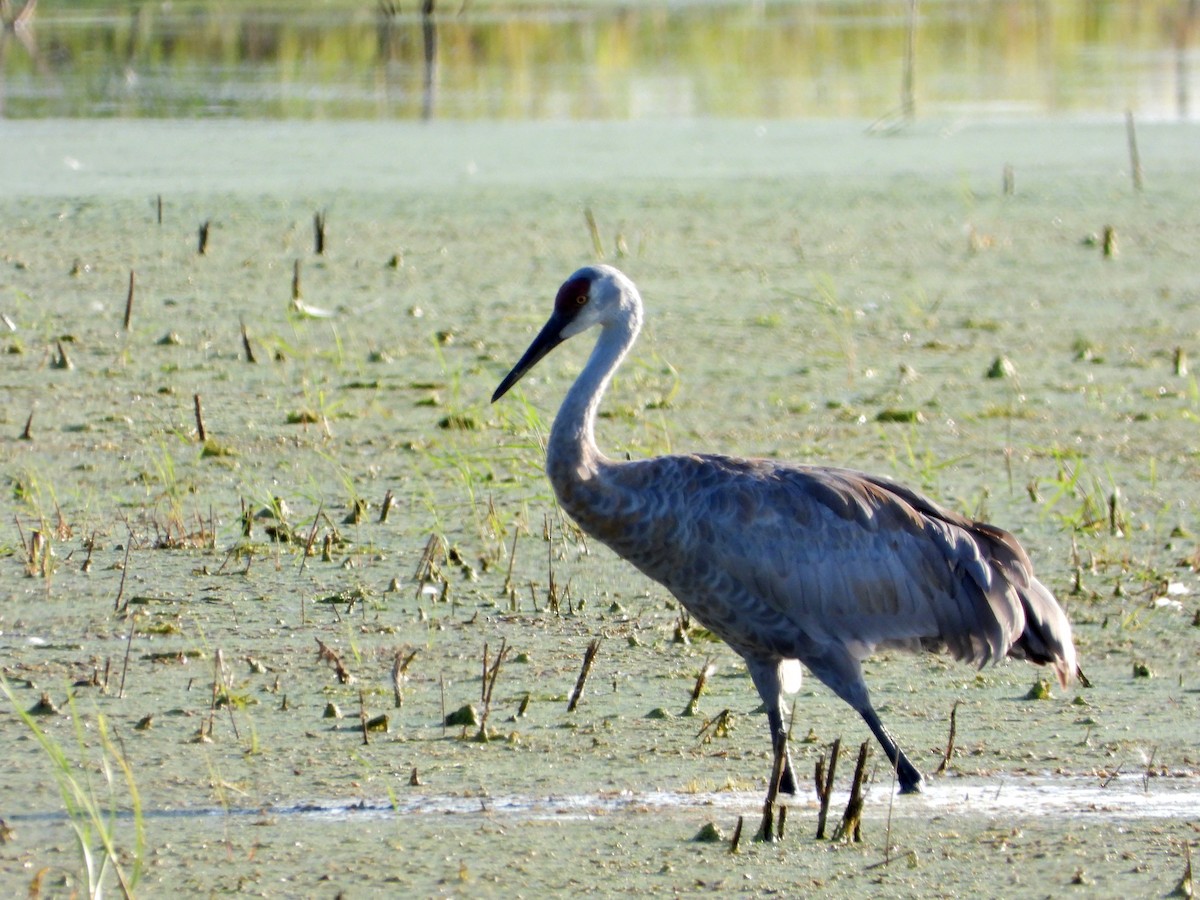 Sandhill Crane - ML253600001