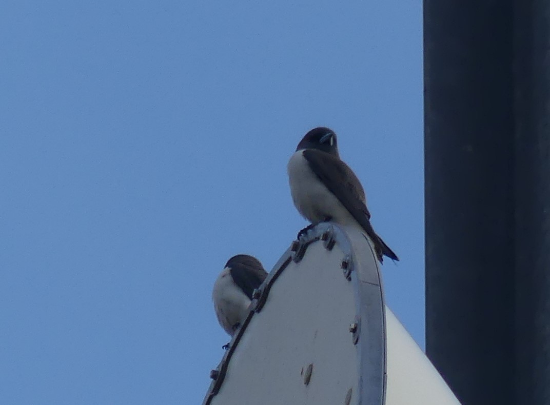 White-breasted Woodswallow - ML253601471