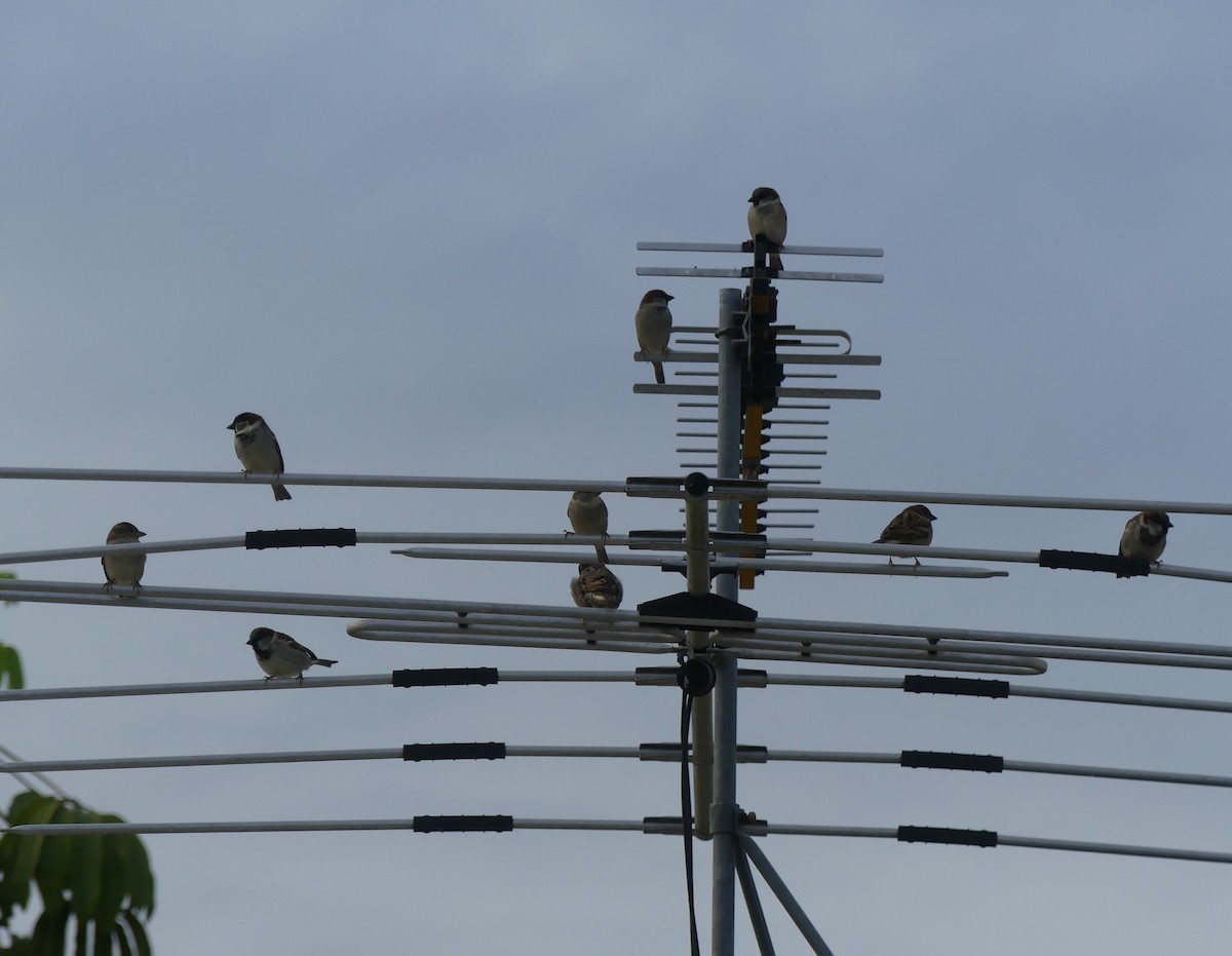 House Sparrow - ML253601701