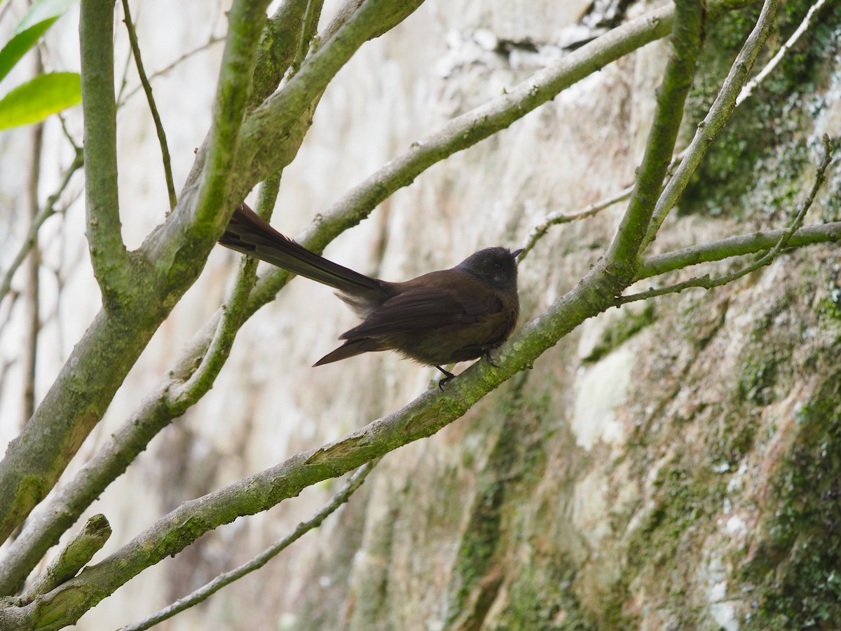 New Zealand Fantail - ML253605091