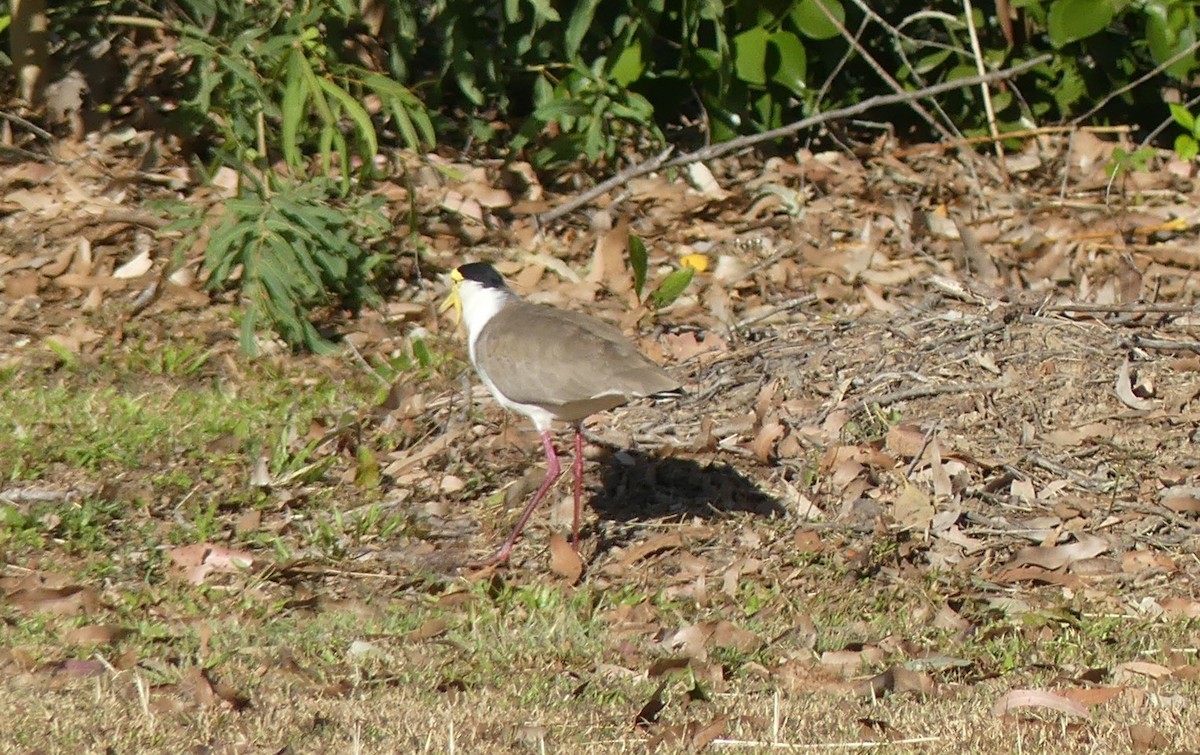 Masked Lapwing - Andrew Sides