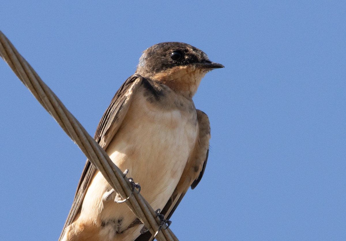 Barn Swallow - Liam Huber