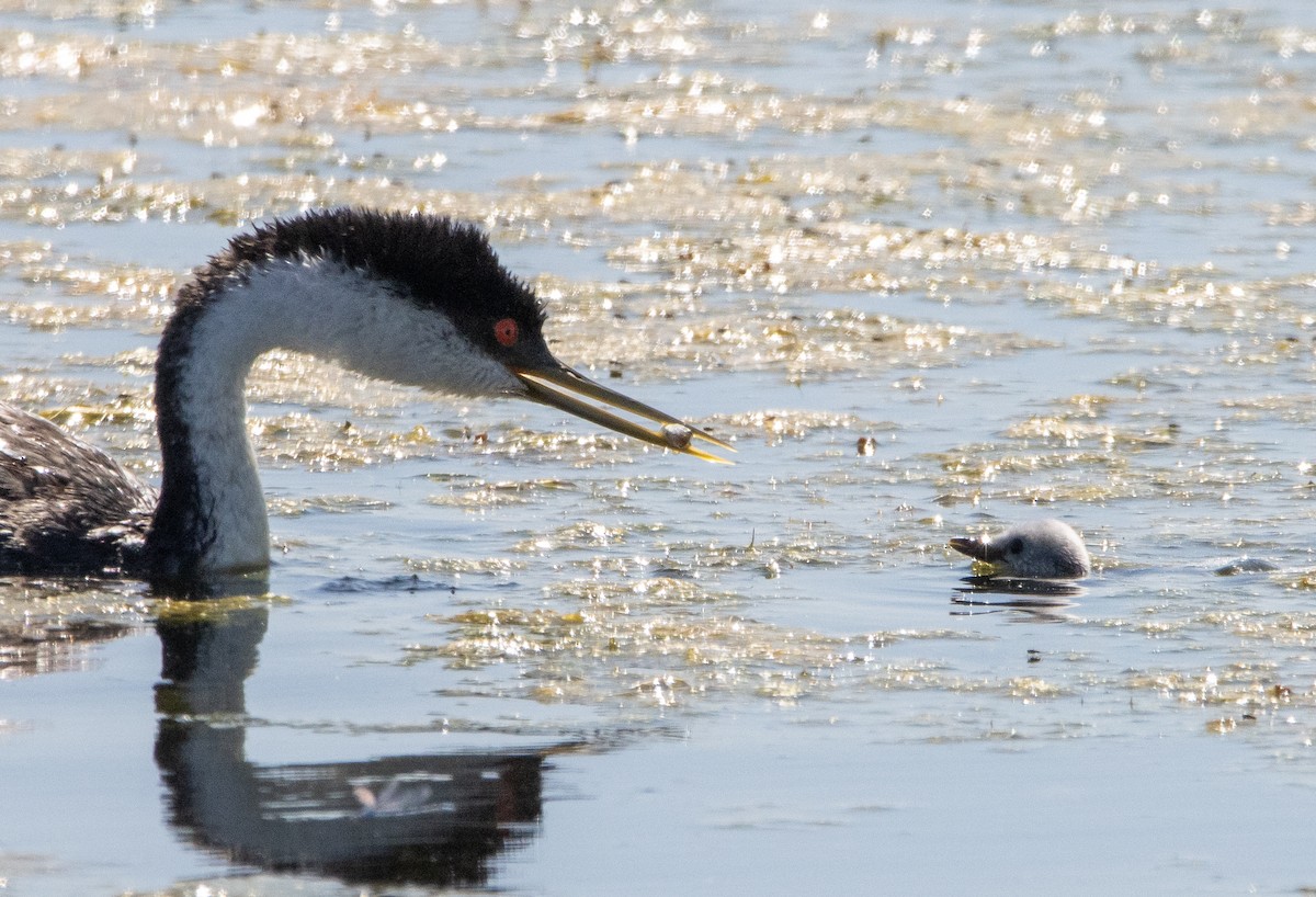 Western Grebe - ML253607061