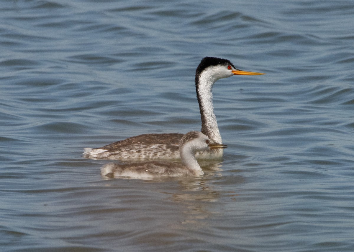 Clark's Grebe - ML253607171