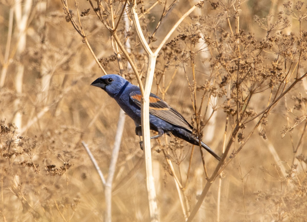 Guiraca bleu - ML253607921