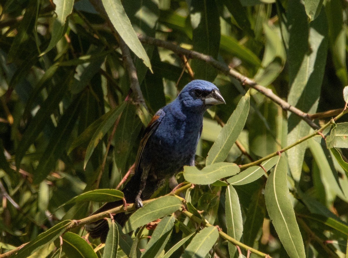 Blue Grosbeak - ML253607931