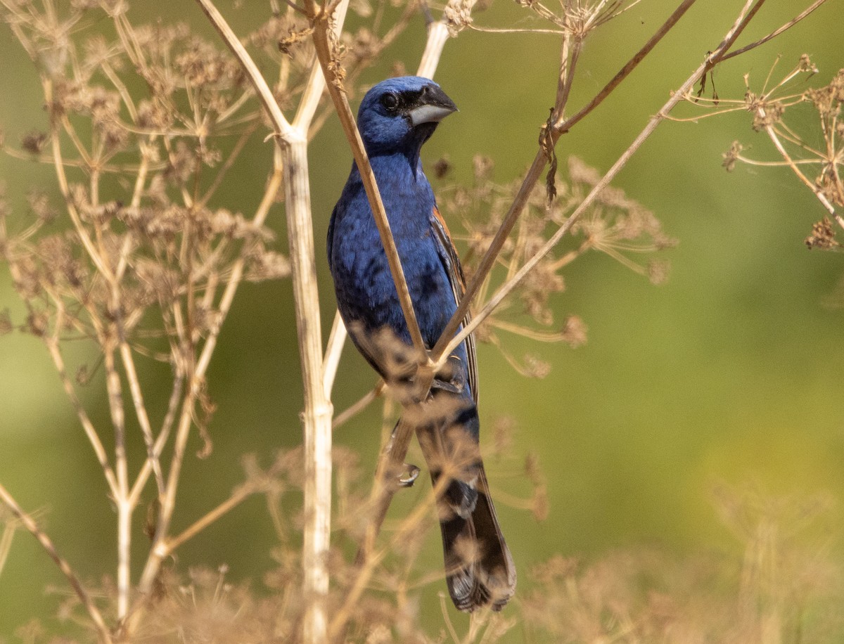 Blue Grosbeak - ML253607941