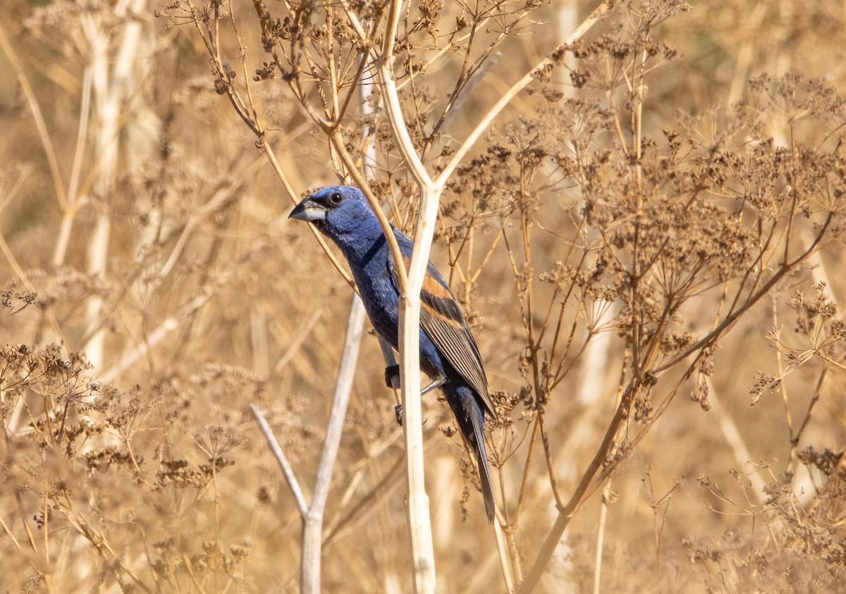 Blue Grosbeak - ML253607951