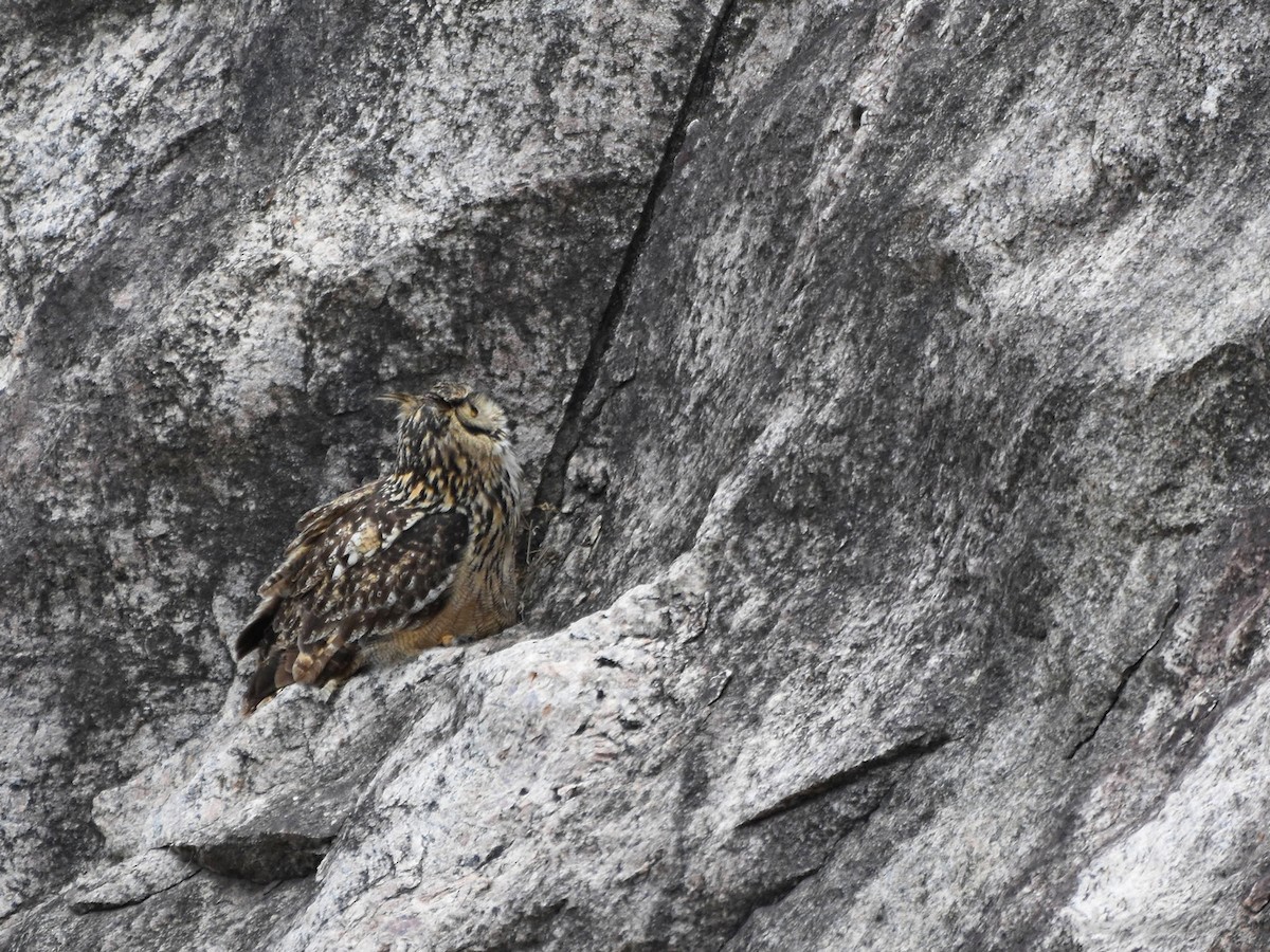 Rock Eagle-Owl - ML253608381