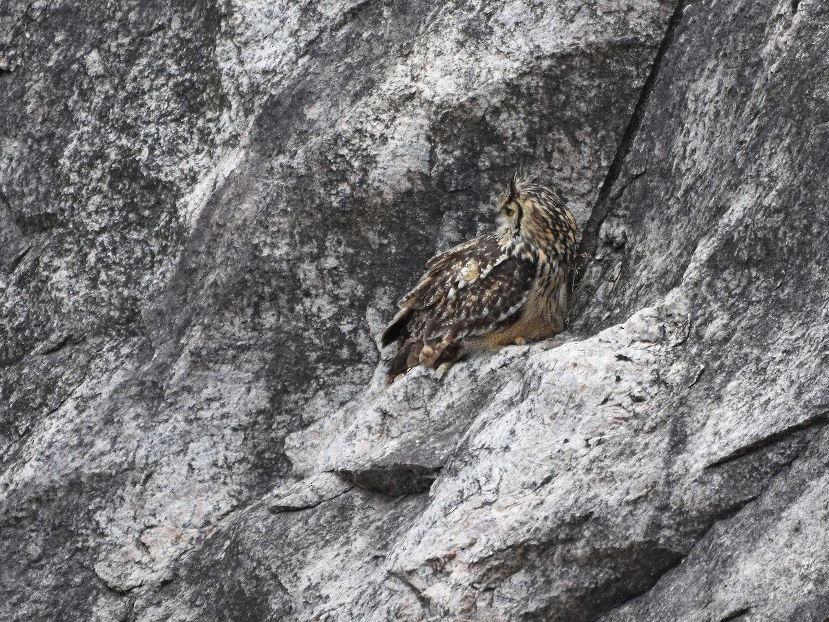 Rock Eagle-Owl - ML253608511