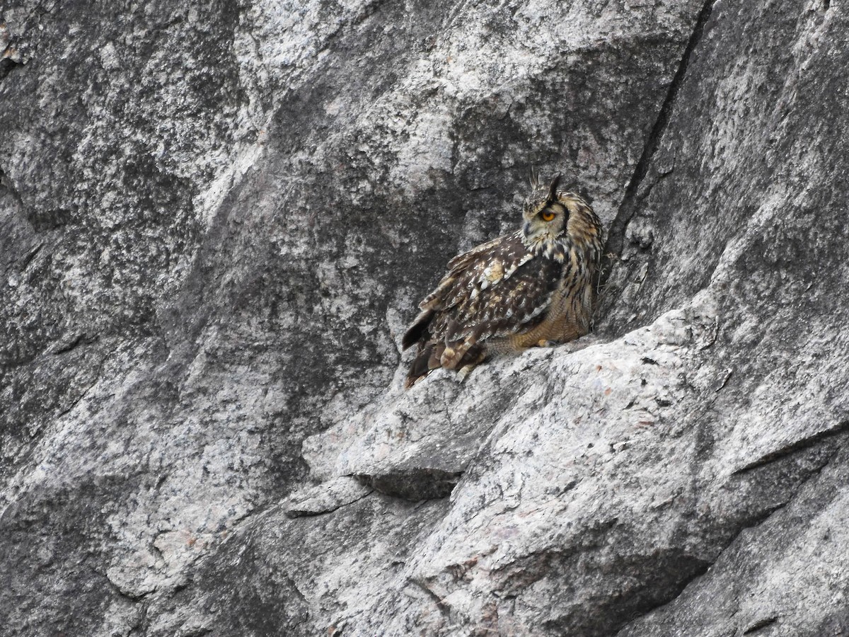 Rock Eagle-Owl - ML253608521