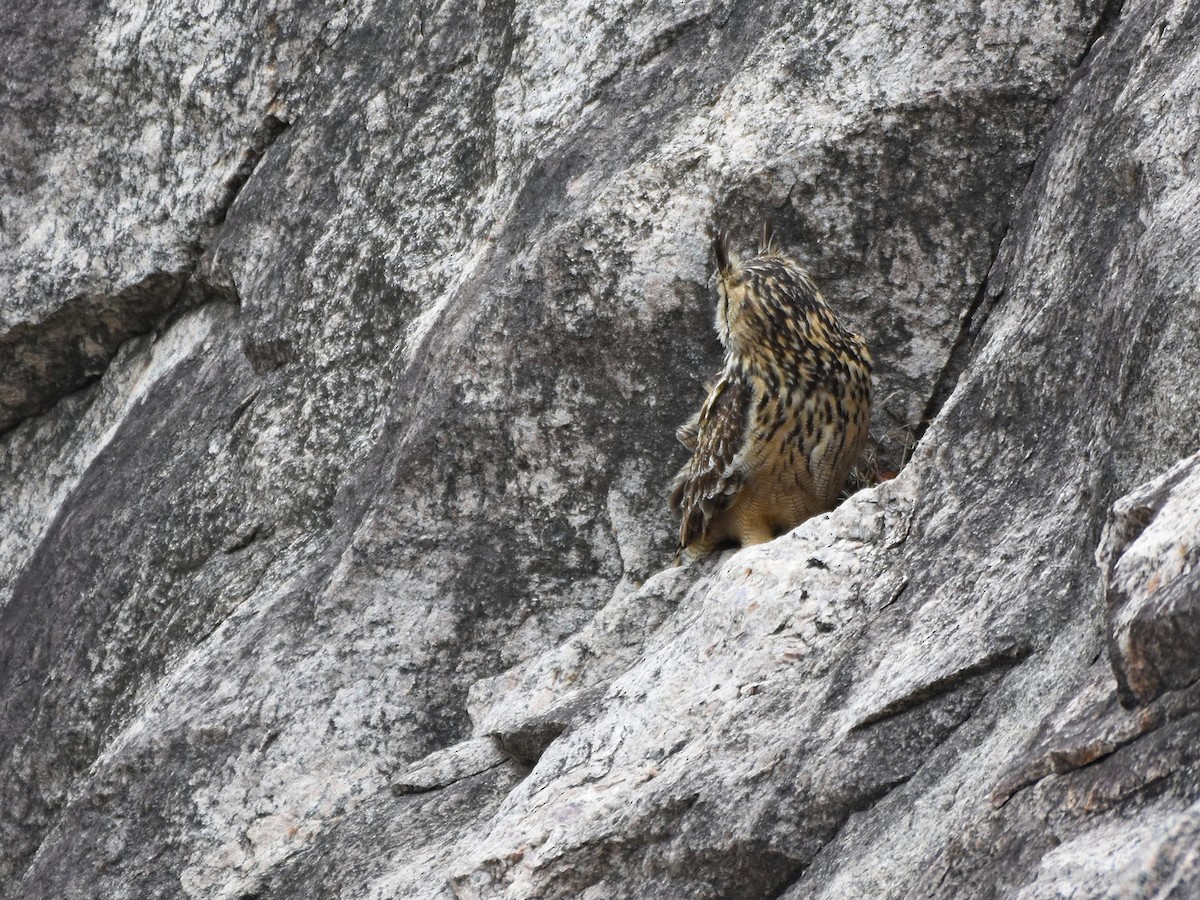 Rock Eagle-Owl - ML253608541