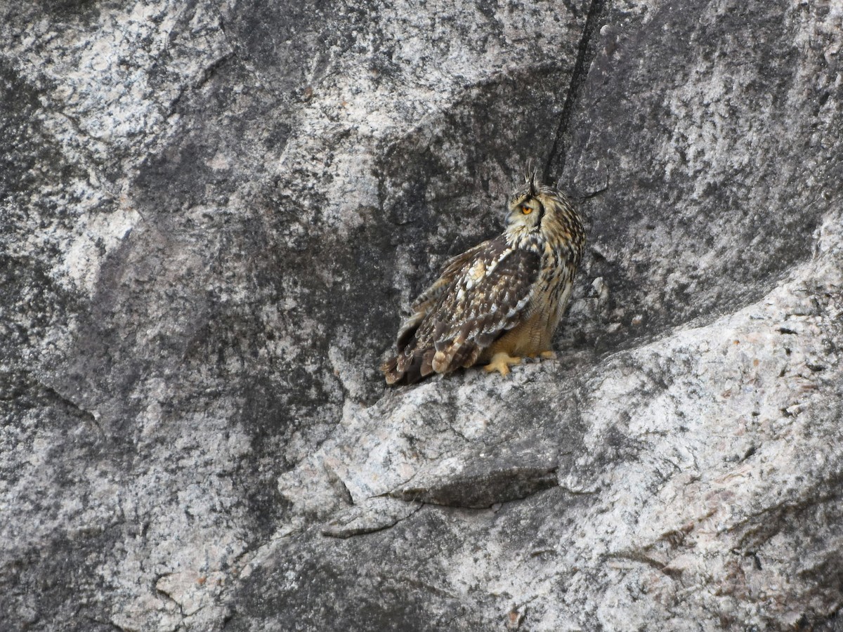Rock Eagle-Owl - ML253608561