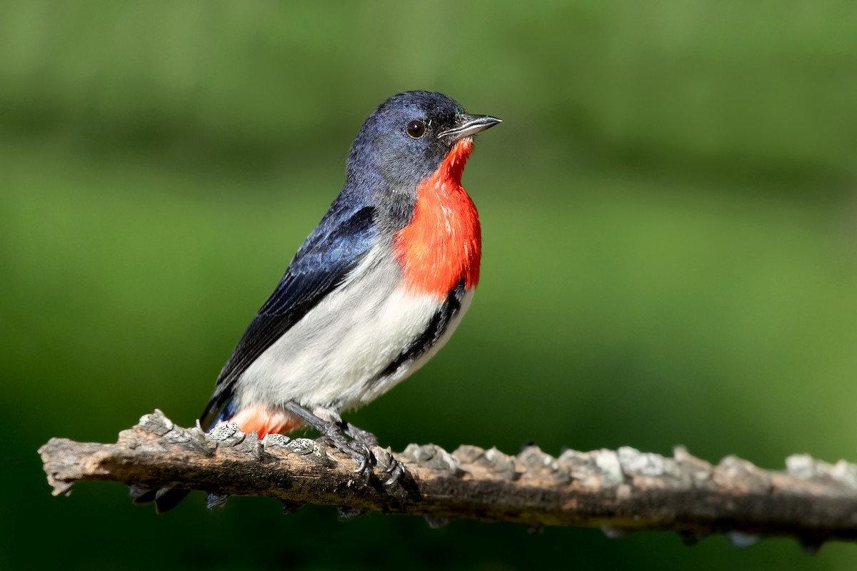 Mistletoebird - ML253609061