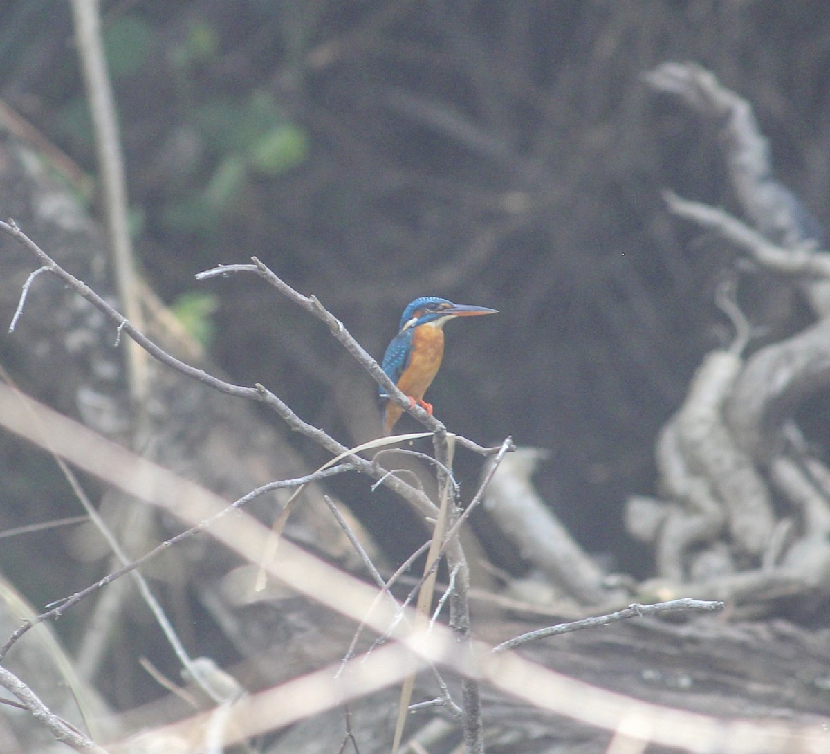 Common Kingfisher - Jafet Potenzo Lopes