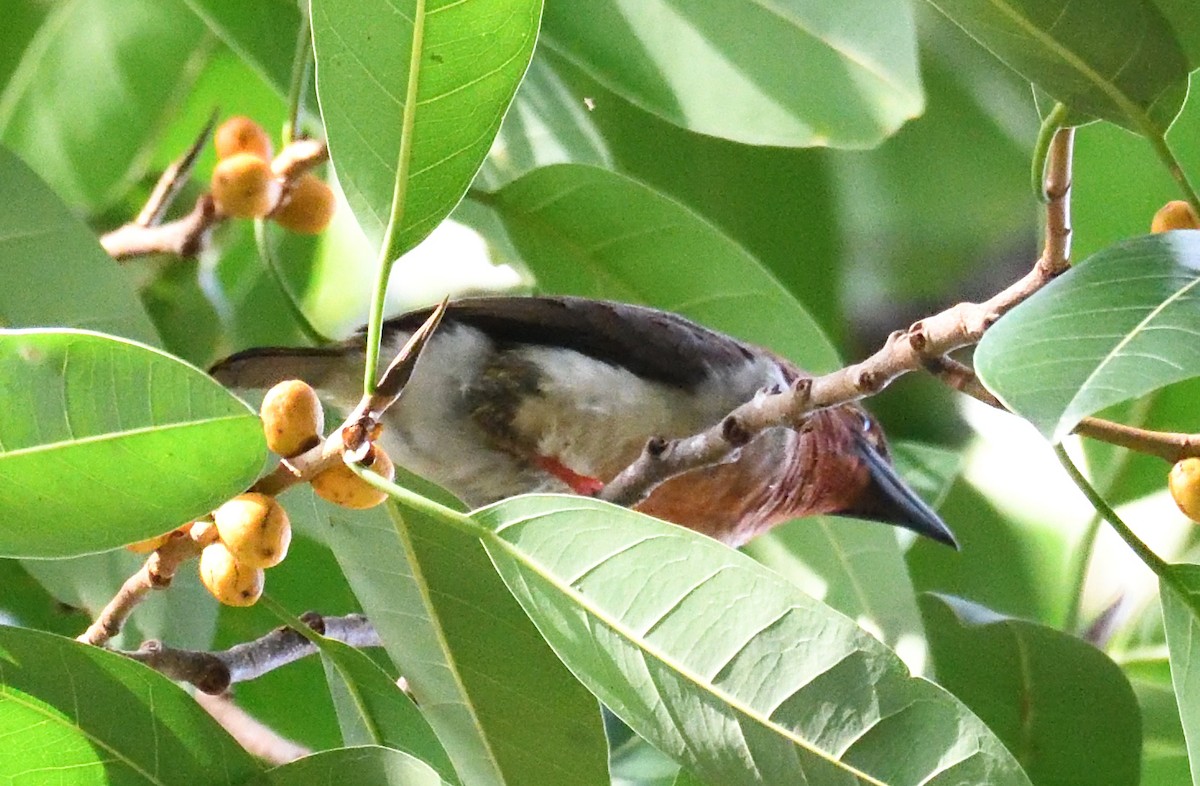 Brown Barbet - ML253610601