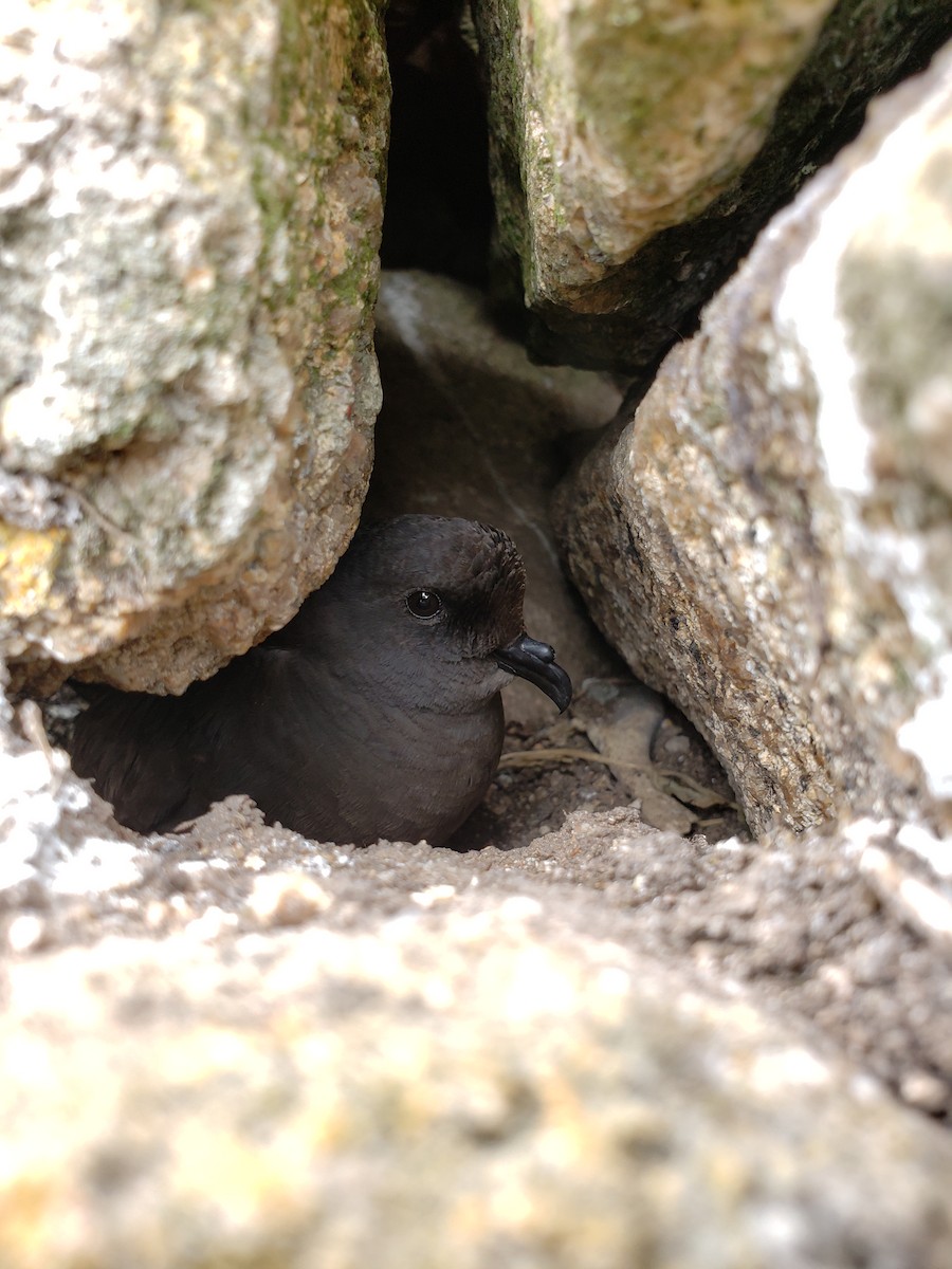 Ashy Storm-Petrel - ML253611241