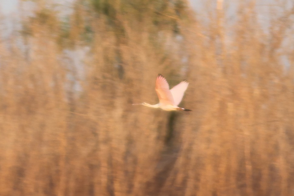 Roseate Spoonbill - Brandon Caswell