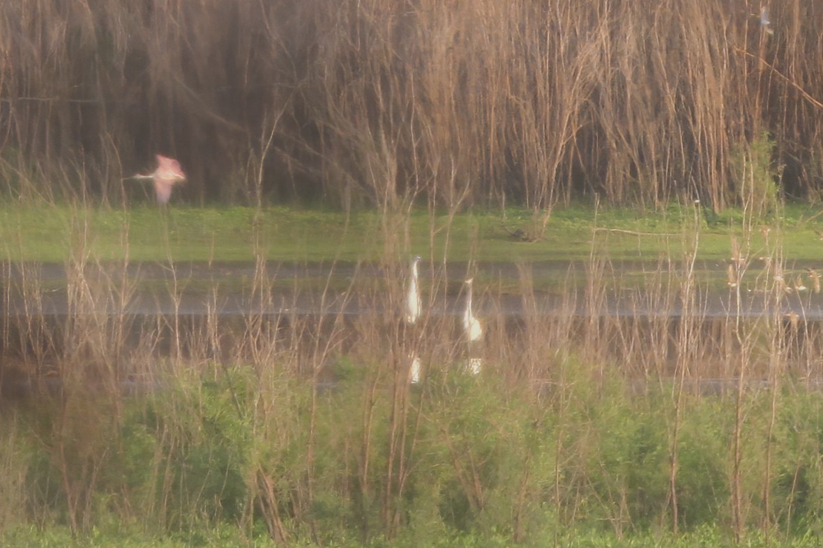 Roseate Spoonbill - ML253612341