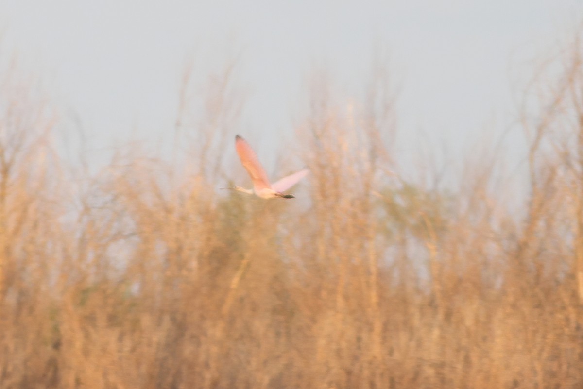 Roseate Spoonbill - ML253612351