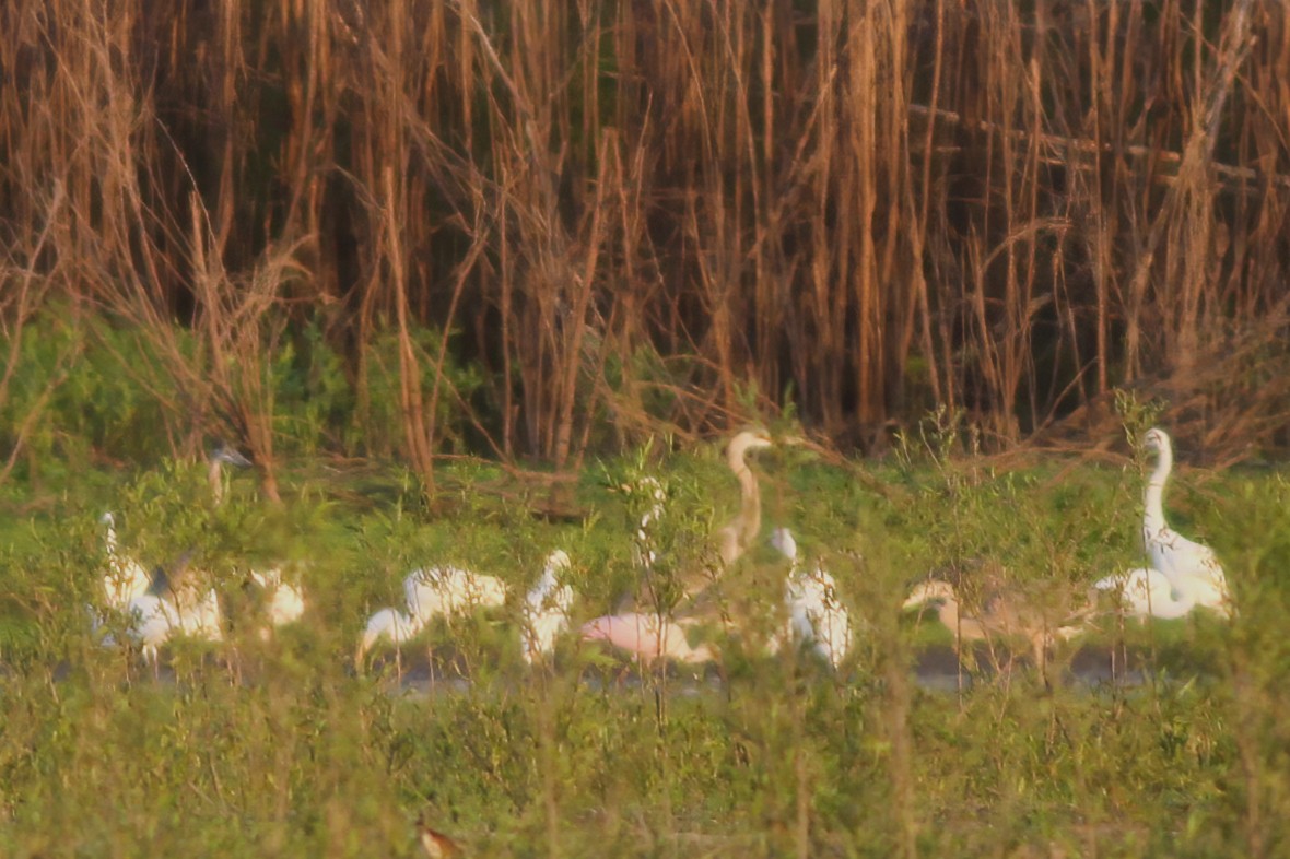 Roseate Spoonbill - ML253612361