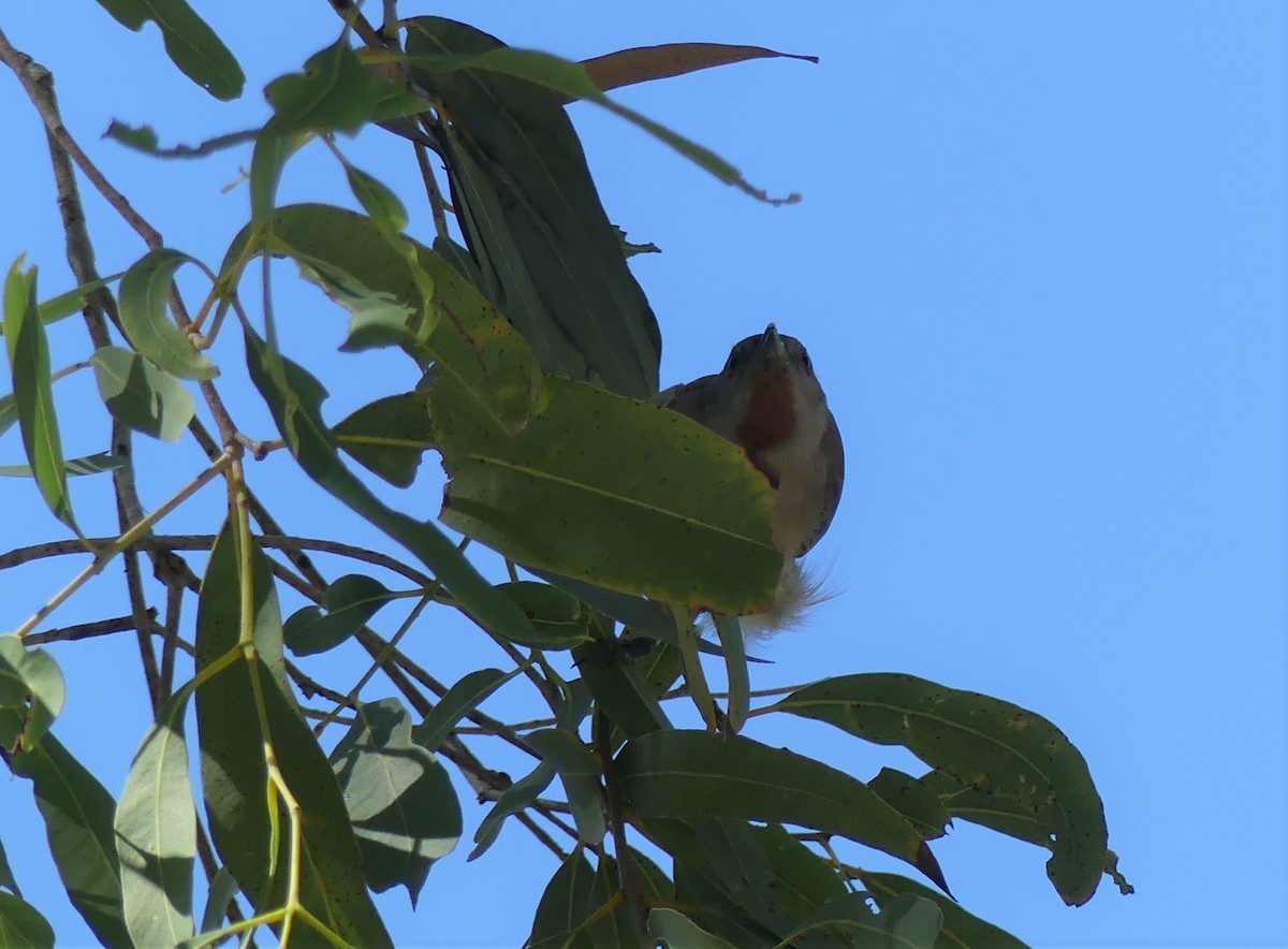 Rufous-throated Honeyeater - Andrew Sides