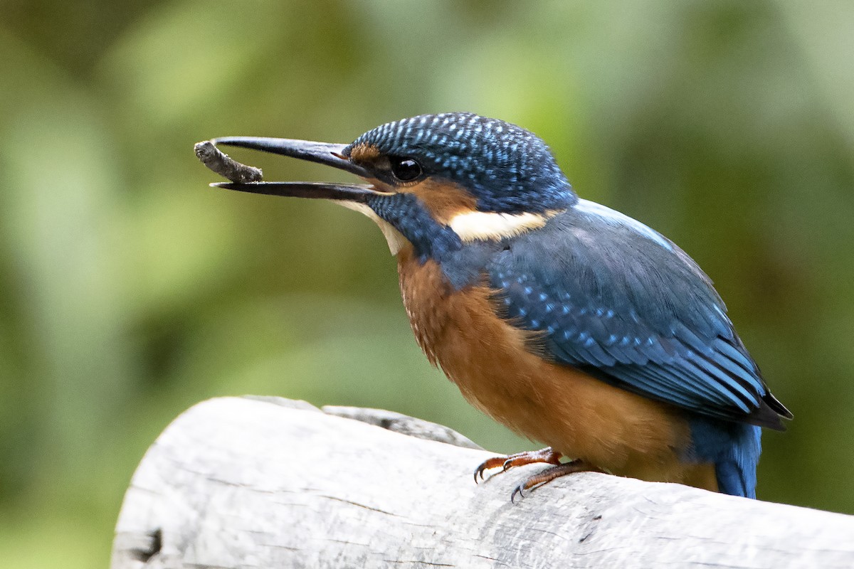 Common Kingfisher - ML253613171